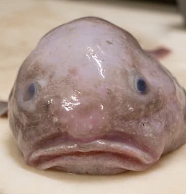 404 blob fish